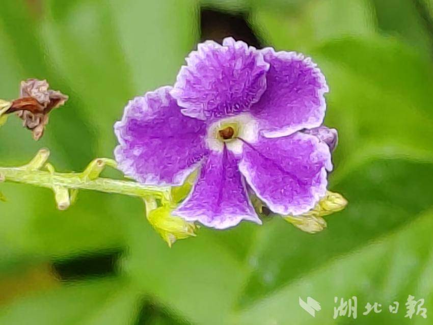 威尼斯电子网址